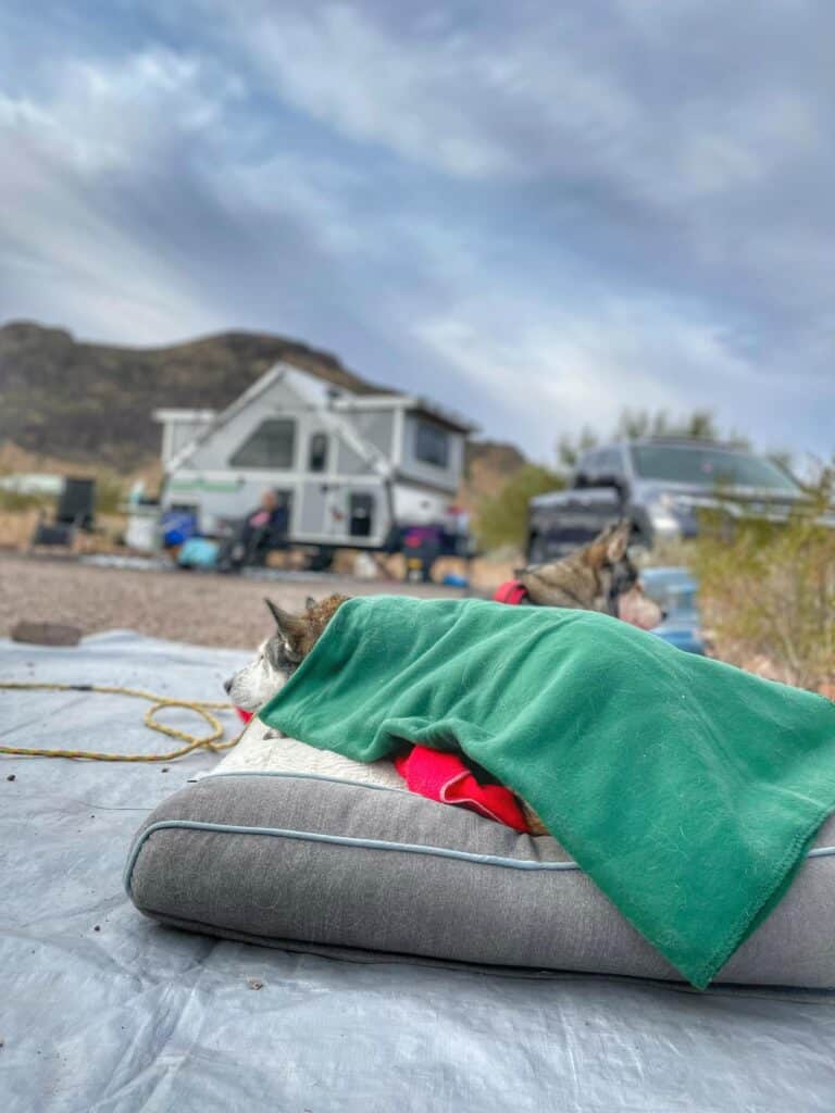 dog friendly camping